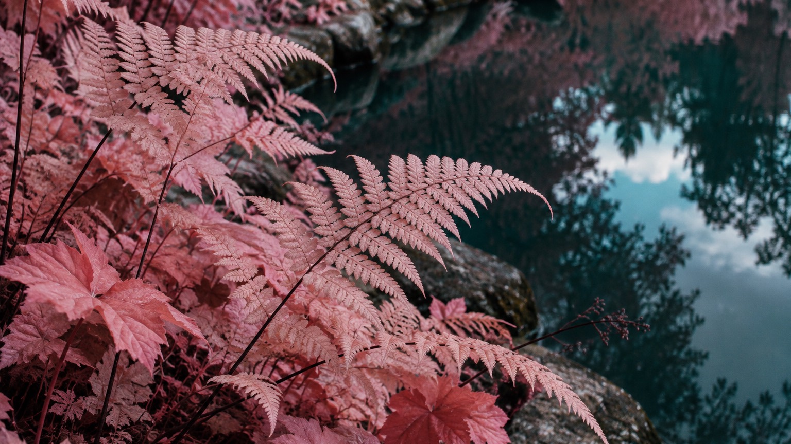 Pink fern fronds hang above dark teal water reflecting the sky, a close infrared study.