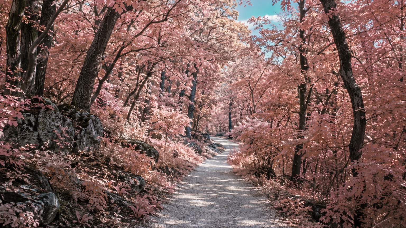 A quiet gravel path winds through a grove of blush-pink trees at eye level, in colour infrared.